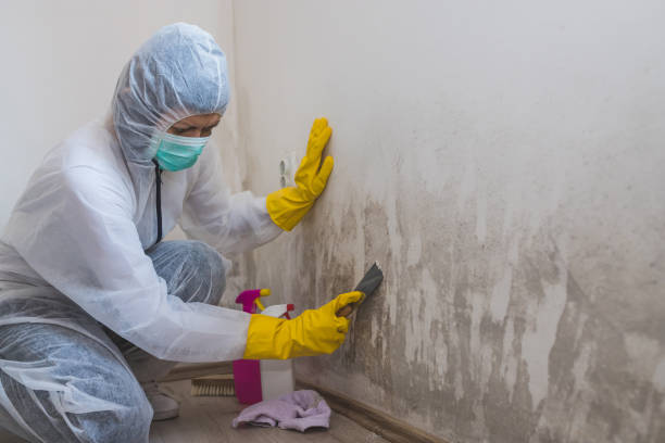 Best Industrial Mold Remediation  in Hauser, ID